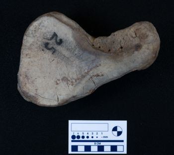 Media type: image;   Vertebrate Paleontology VPM-15735 Description: Photograph of an articular surface of a tarsal bone of MCZ VPM-15753, Mammuthus primigenius.;